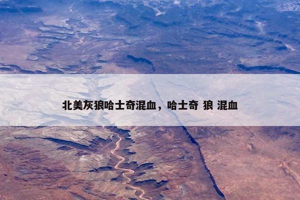 北美灰狼哈士奇混血，哈士奇 狼 混血