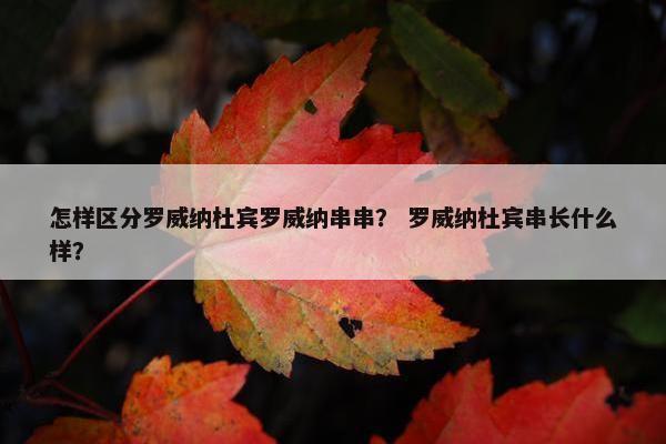 怎样区分罗威纳杜宾罗威纳串串？ 罗威纳杜宾串长什么样？