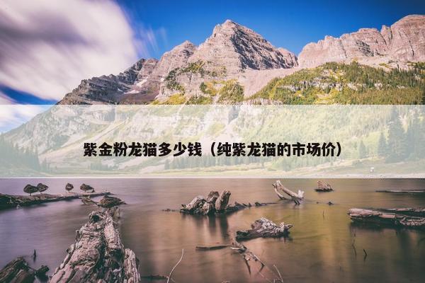 紫金粉龙猫多少钱（纯紫龙猫的市场价）