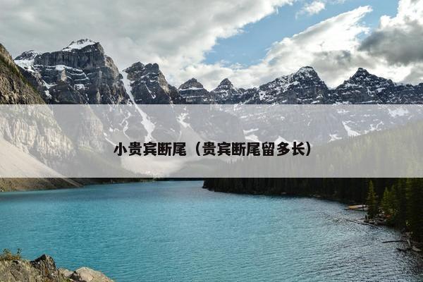 小贵宾断尾（贵宾断尾留多长）