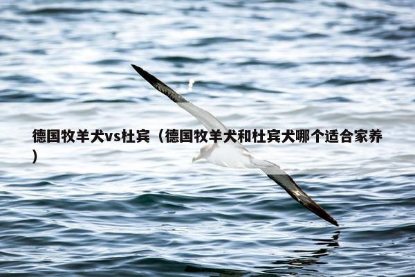 德国牧羊犬vs杜宾（德国牧羊犬和杜宾犬哪个适合家养）