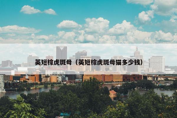 英短棕虎斑母（英短棕虎斑母猫多少钱）