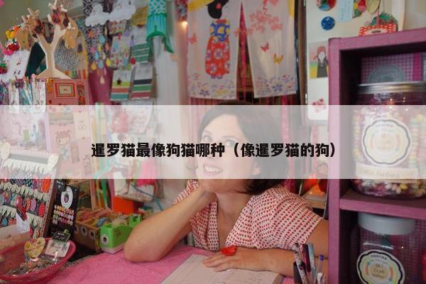 暹罗猫最像狗猫哪种（像暹罗猫的狗）
