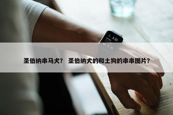 圣伯纳串马犬？ 圣伯纳犬的和土狗的串串图片？