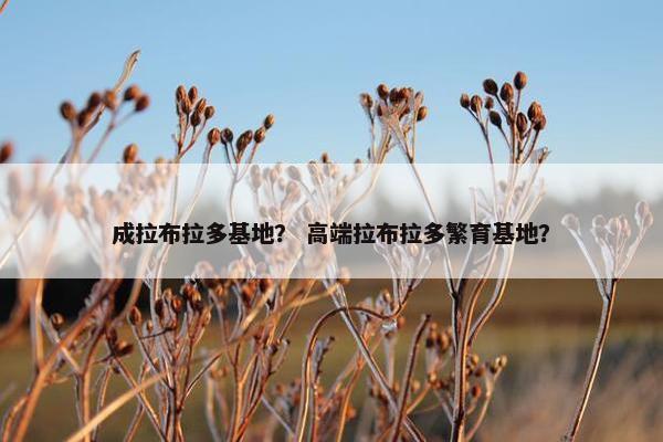 成拉布拉多基地？ 高端拉布拉多繁育基地？