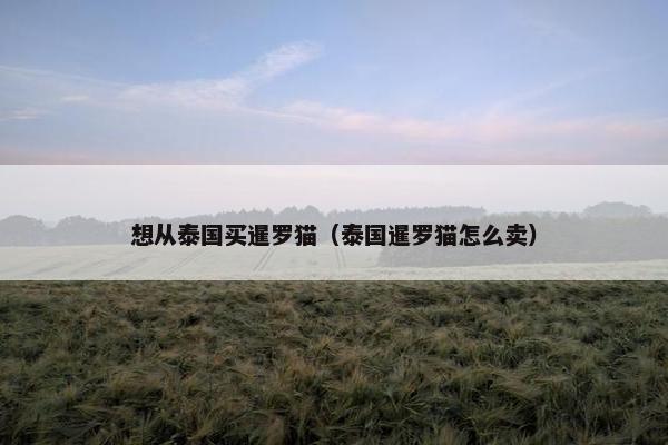 想从泰国买暹罗猫（泰国暹罗猫怎么卖）