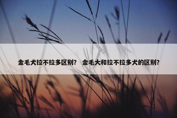 金毛犬拉不拉多区别？ 金毛大和拉不拉多犬的区别？