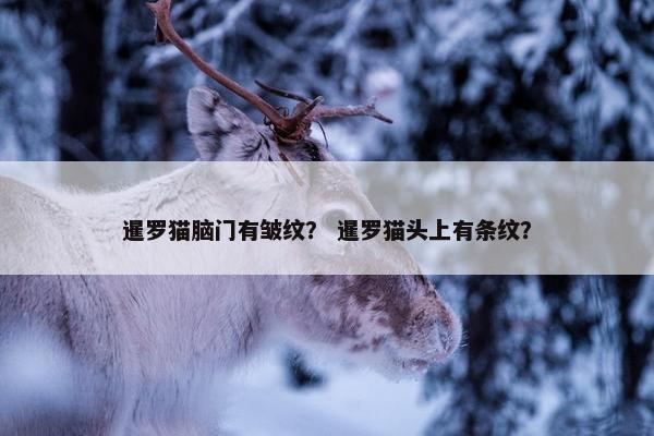 暹罗猫脑门有皱纹？ 暹罗猫头上有条纹？
