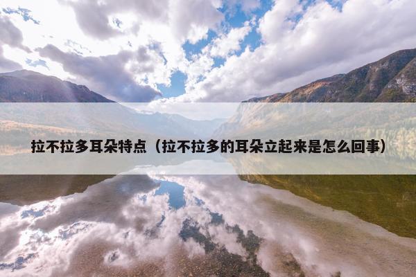 拉不拉多耳朵特点（拉不拉多的耳朵立起来是怎么回事）