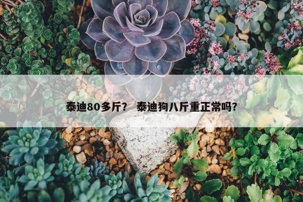 泰迪80多斤？ 泰迪狗八斤重正常吗？