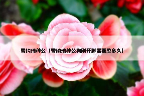 雪纳瑞种公（雪纳瑞种公狗刚开脚需要憋多久）