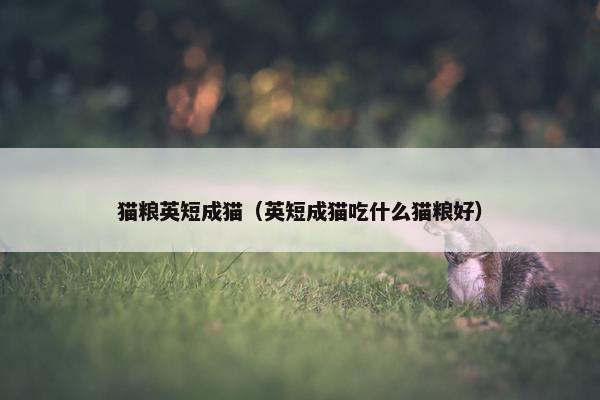 猫粮英短成猫（英短成猫吃什么猫粮好）