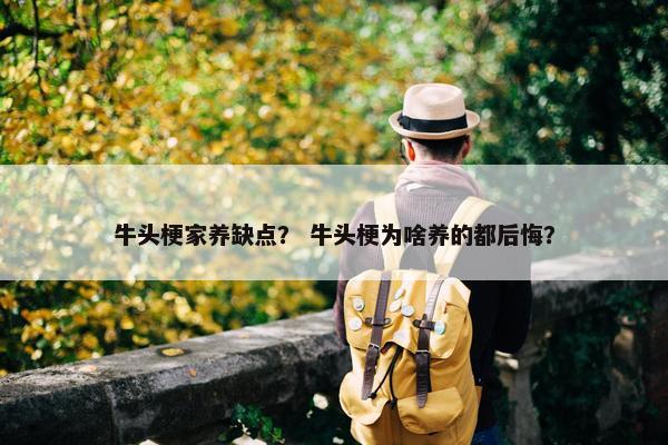 牛头梗家养缺点？ 牛头梗为啥养的都后悔？