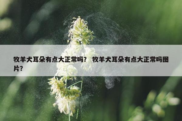 牧羊犬耳朵有点大正常吗？ 牧羊犬耳朵有点大正常吗图片？