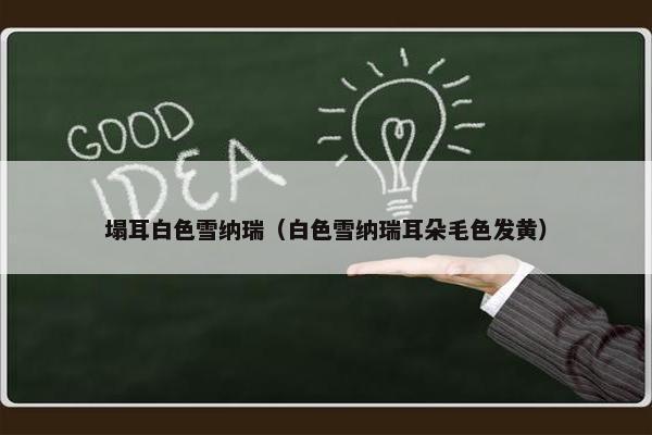 塌耳白色雪纳瑞（白色雪纳瑞耳朵毛色发黄）