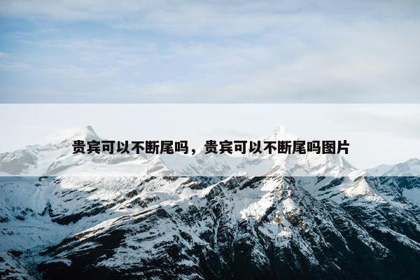 贵宾可以不断尾吗，贵宾可以不断尾吗图片