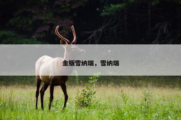 金版雪纳瑞，雪纳瑞