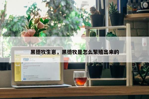黑德牧生崽，黑德牧是怎么繁殖出来的