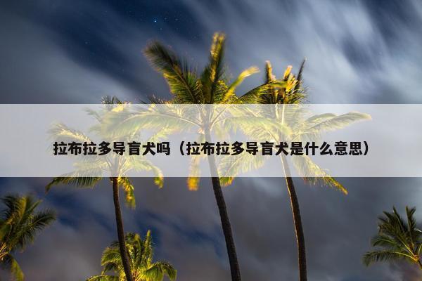 拉布拉多导盲犬吗（拉布拉多导盲犬是什么意思）