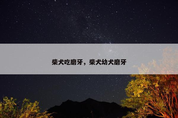 柴犬吃磨牙，柴犬幼犬磨牙