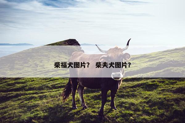 柴福犬图片？ 柴夫犬图片？