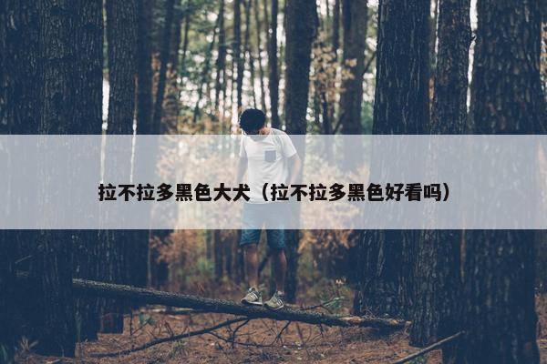 拉不拉多黑色大犬（拉不拉多黑色好看吗）