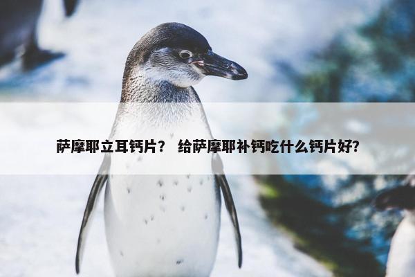 萨摩耶立耳钙片？ 给萨摩耶补钙吃什么钙片好？