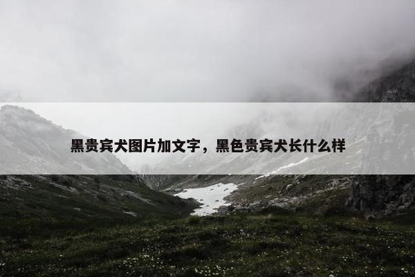 黑贵宾犬图片加文字，黑色贵宾犬长什么样
