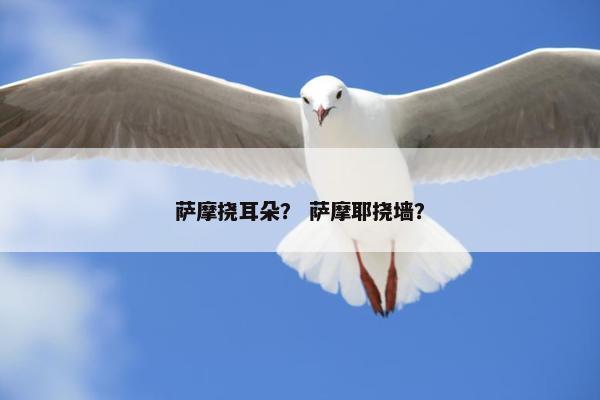 萨摩挠耳朵？ 萨摩耶挠墙？
