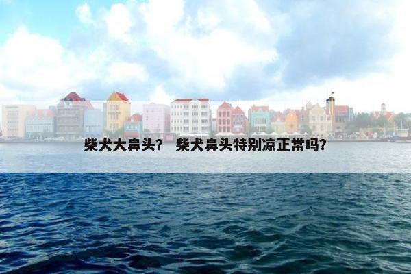 柴犬大鼻头？ 柴犬鼻头特别凉正常吗？
