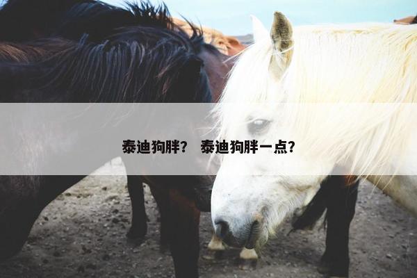 泰迪狗胖？ 泰迪狗胖一点？