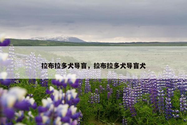拉布拉多犬导盲，拉布拉多犬导盲犬