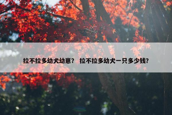 拉不拉多幼犬幼崽？ 拉不拉多幼犬一只多少钱？