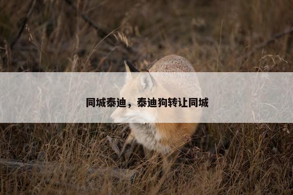 同城泰迪，泰迪狗转让同城