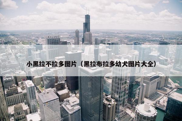 小黑拉不拉多图片（黑拉布拉多幼犬图片大全）