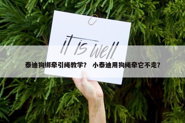 泰迪狗绑牵引绳教学？ 小泰迪用狗绳牵它不走？