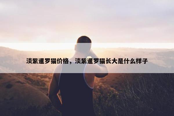 淡紫暹罗猫价格，淡紫暹罗猫长大是什么样子