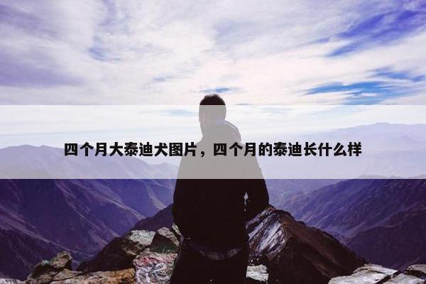 四个月大泰迪犬图片，四个月的泰迪长什么样