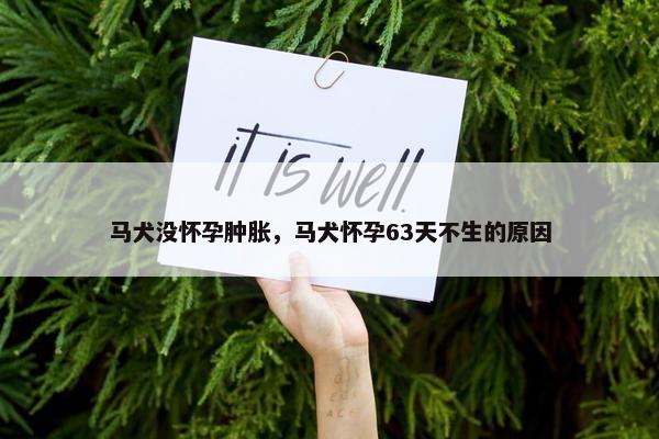 马犬没怀孕肿胀，马犬怀孕63天不生的原因