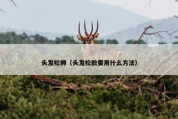 头发松狮（头发松散要用什么方法）
