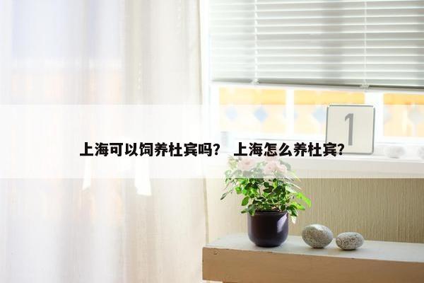 上海可以饲养杜宾吗？ 上海怎么养杜宾？