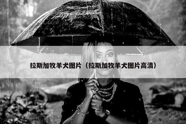 拉斯加牧羊犬图片（拉斯加牧羊犬图片高清）