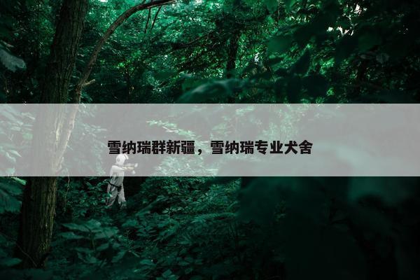 雪纳瑞群新疆，雪纳瑞专业犬舍