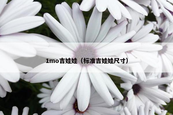 1mo吉娃娃（标准吉娃娃尺寸）