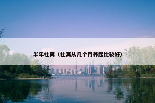 半年杜宾（杜宾从几个月养起比较好）