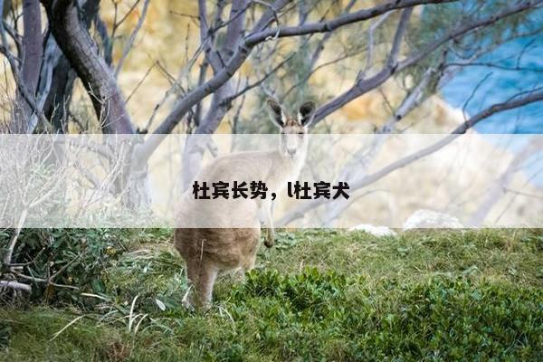 杜宾长势，l杜宾犬