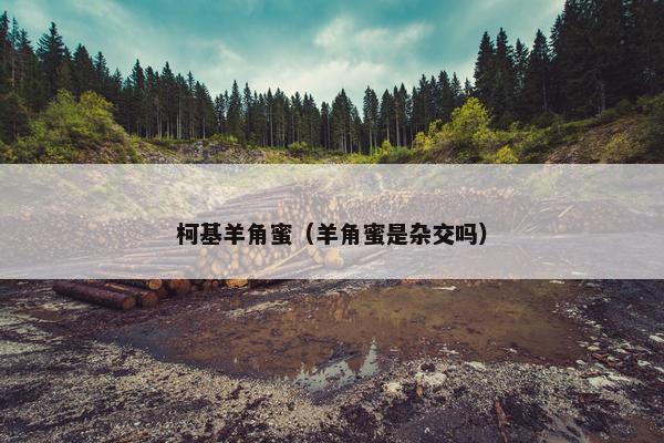 柯基羊角蜜（羊角蜜是杂交吗）