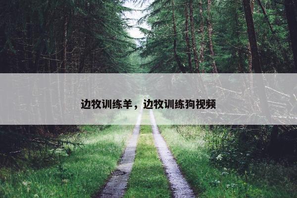 边牧训练羊，边牧训练狗视频