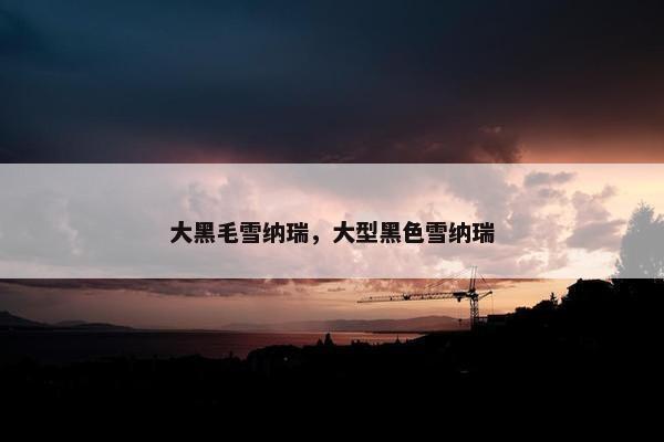 大黑毛雪纳瑞，大型黑色雪纳瑞