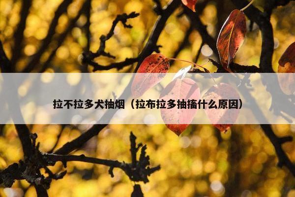 拉不拉多犬抽烟（拉布拉多抽搐什么原因）